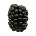 Blackberries