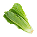 Lettuce (Butterhead, Red Leaf, Romaine)